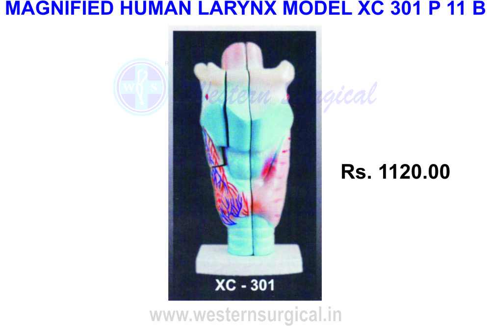 Human Larynx model magnified