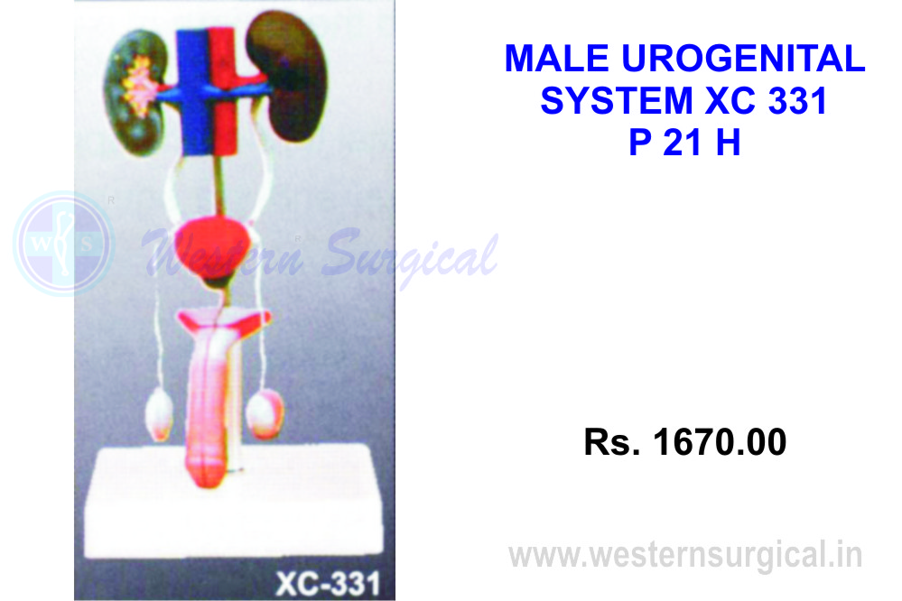 Male Urogenital system