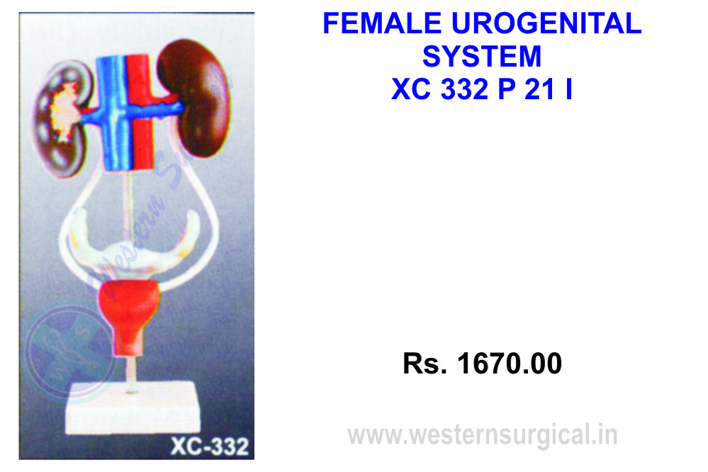 Female Urogenital System