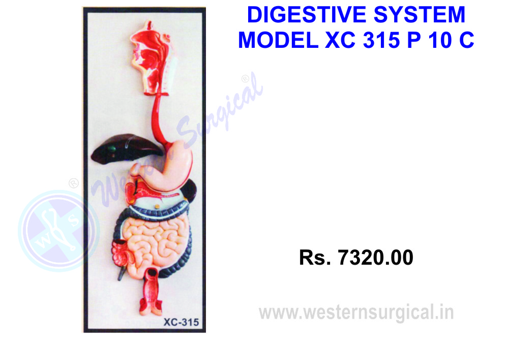 Digestive system model