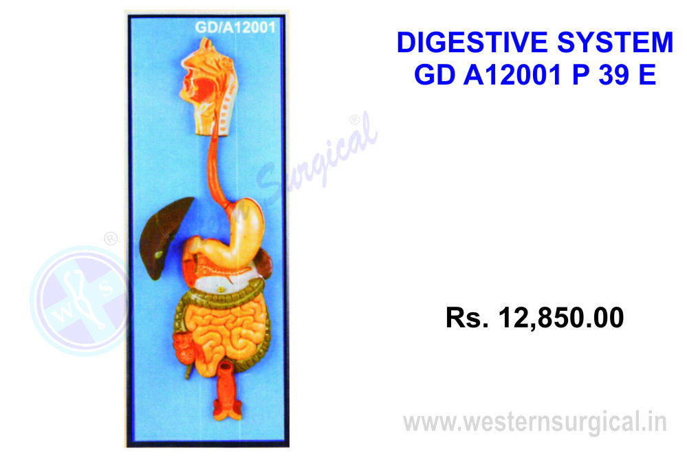 Digestive system 