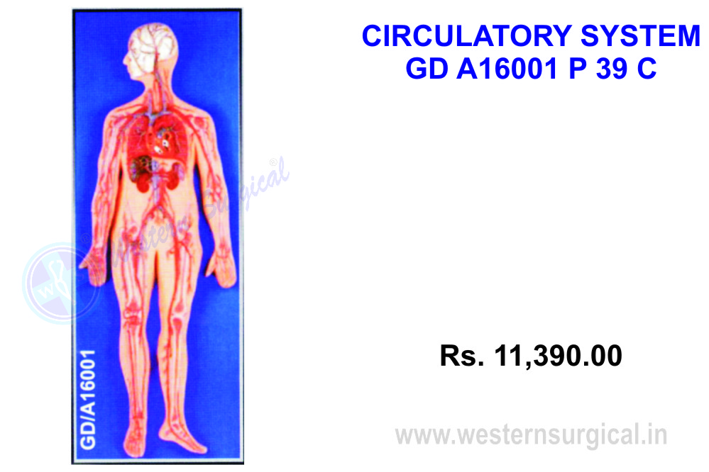 Circulatory System