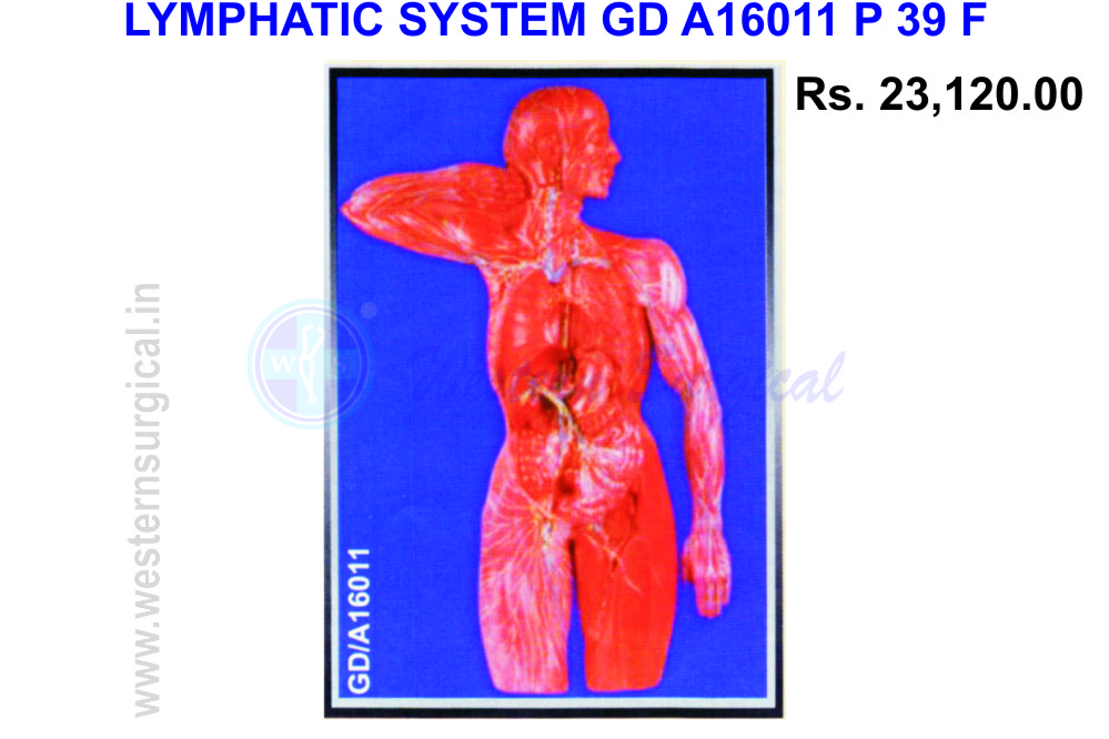 Lymphatic System