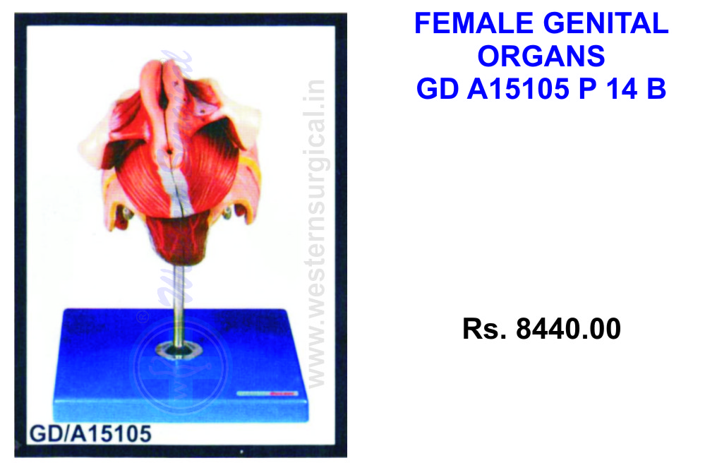 Female Genital Organs