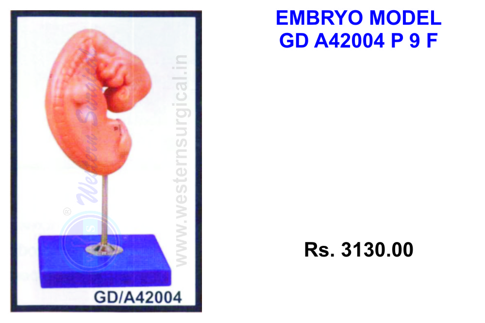 Embryo Model
