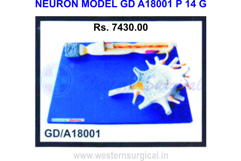 Neuron Model