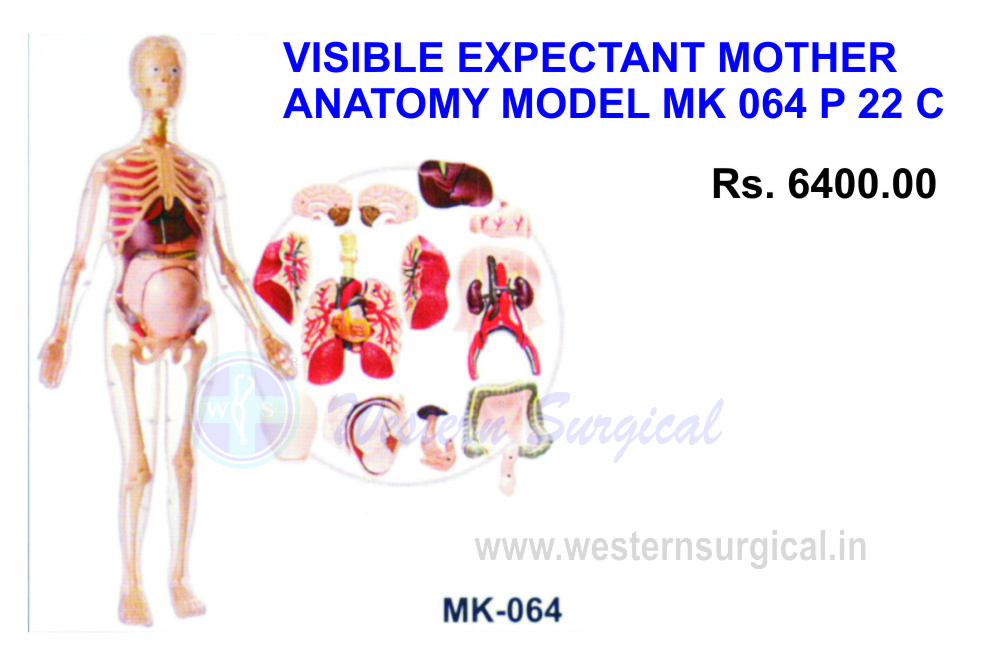 Visible Expectant mother anatomy kit