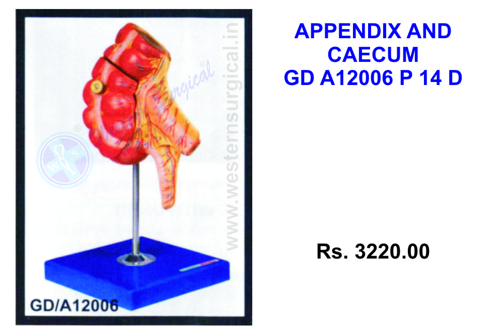 Appendix and Caecum
