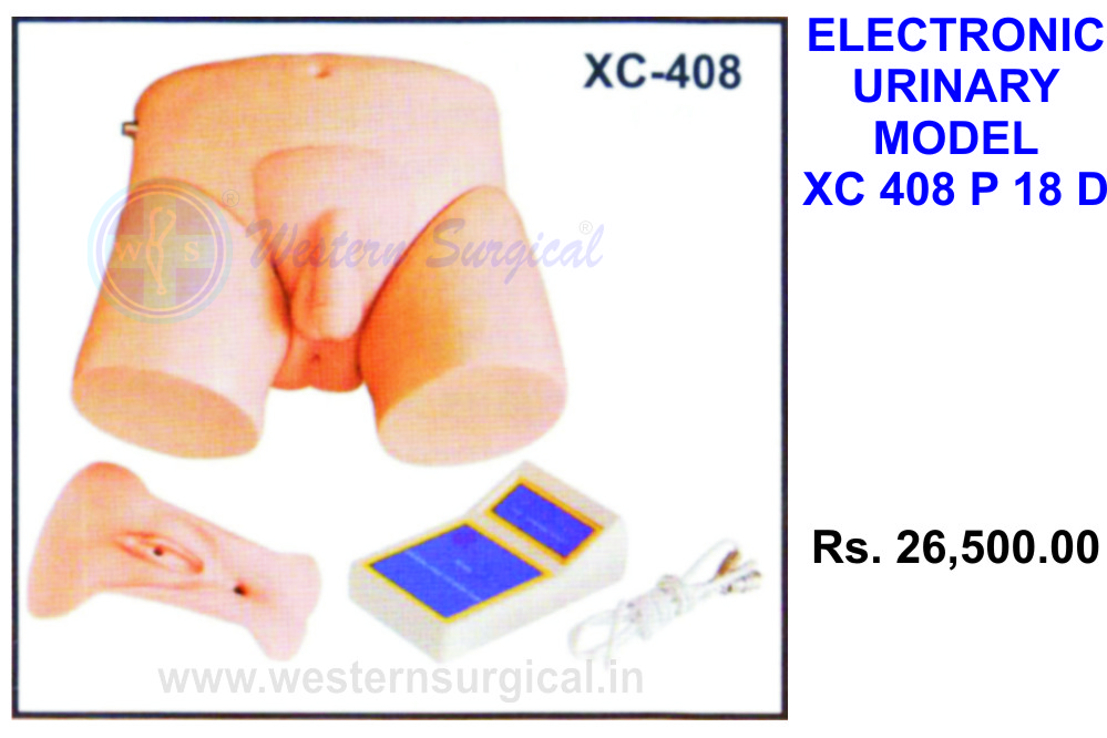 Electronic urinary model