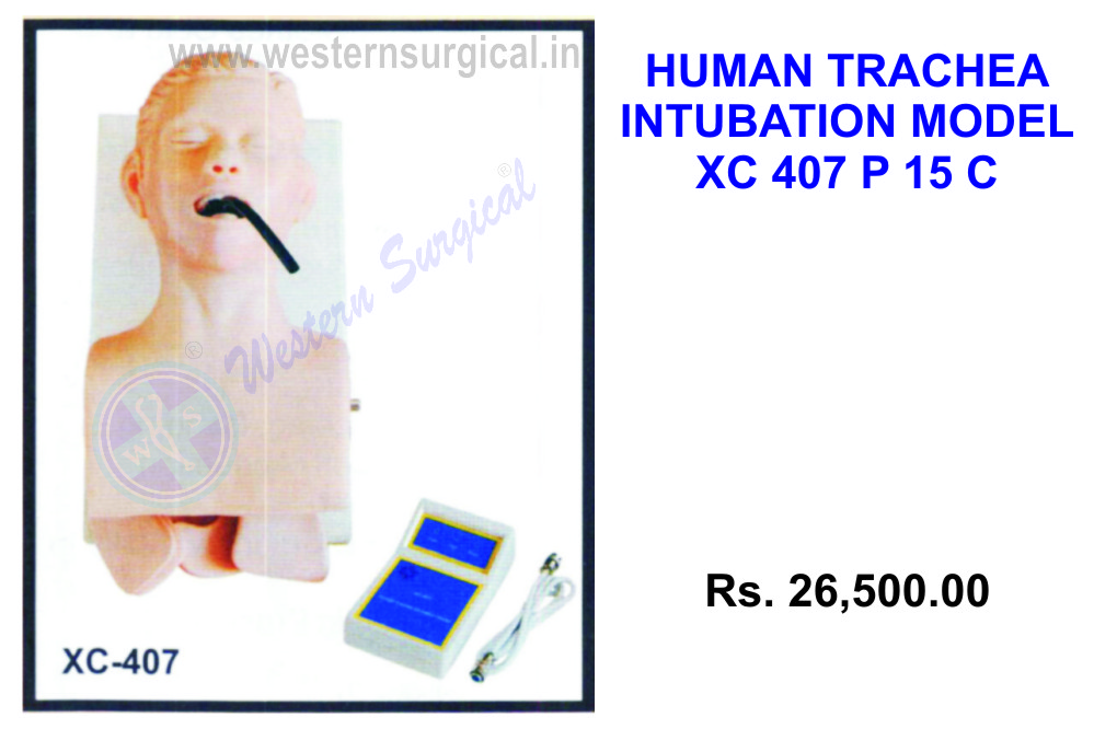 Human trachea intubation model