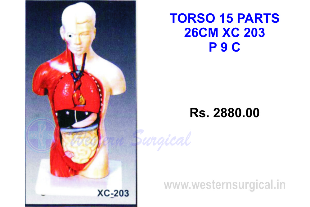 Torso 15 parts 26 CM